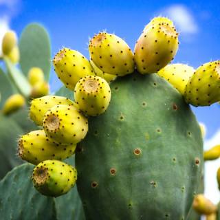 Prickly pear wallpaper