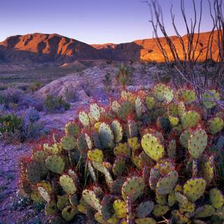 Prickly pear wallpaper