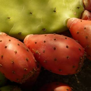 Prickly pear wallpaper
