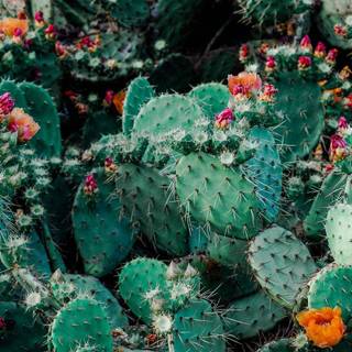 Prickly pear wallpaper