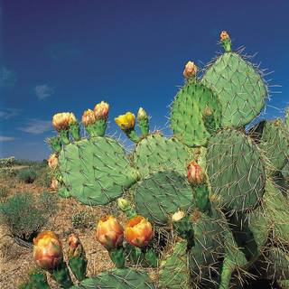 Prickly pear wallpaper