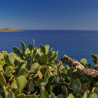 Prickly pear wallpaper