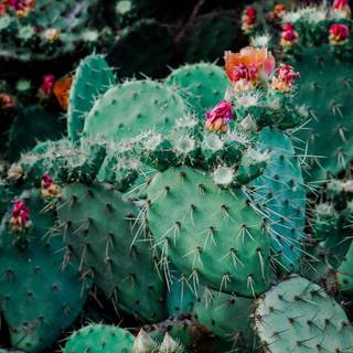 Prickly pear wallpaper