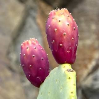 Prickly pear wallpaper