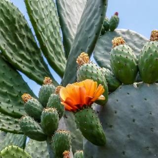 Prickly pear wallpaper