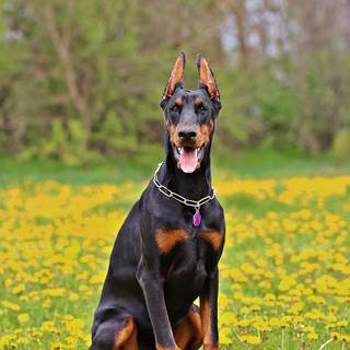 Dobermann wallpaper