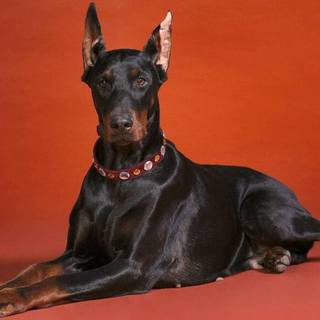 Dobermann wallpaper