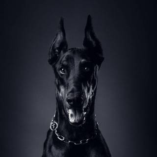 Dobermann wallpaper