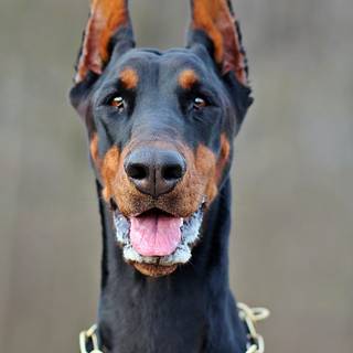 Dobermann wallpaper