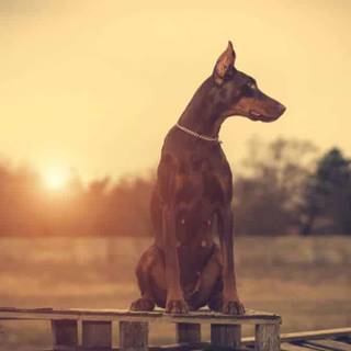 Dobermann wallpaper