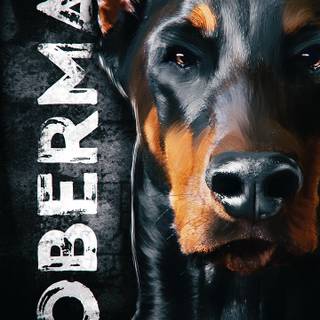Dobermann wallpaper