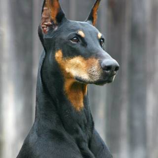 Dobermann wallpaper