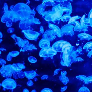 Jellyfish laptop wallpaper