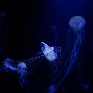 Jellyfish laptop wallpaper