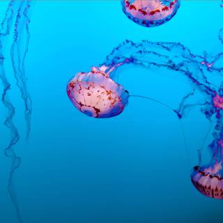 Jellyfish laptop wallpaper