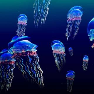 Jellyfish laptop wallpaper