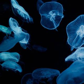 Jellyfish laptop wallpaper