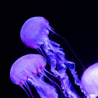 Jellyfish laptop wallpaper