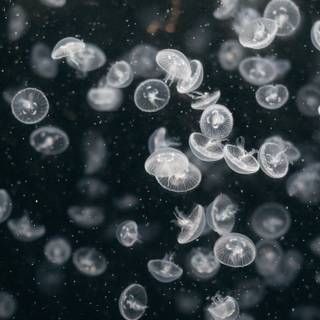 Jellyfish laptop wallpaper