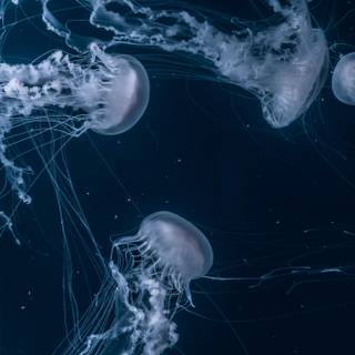 Jellyfish laptop wallpaper