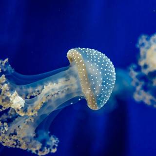 Jellyfish laptop wallpaper