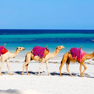 Diani beach wallpaper