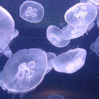 Jellyfish laptop wallpaper