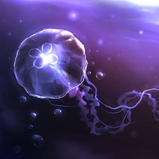 Jellyfish laptop wallpaper