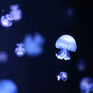 Jellyfish laptop wallpaper