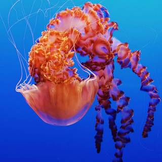 Jellyfish laptop wallpaper