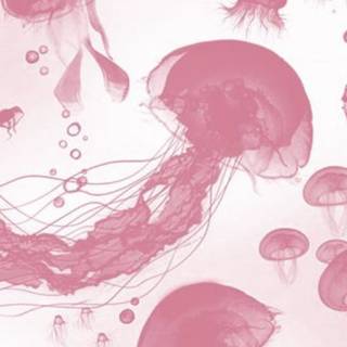 Jellyfish laptop wallpaper