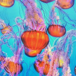 Jellyfish laptop wallpaper