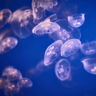 Jellyfish laptop wallpaper