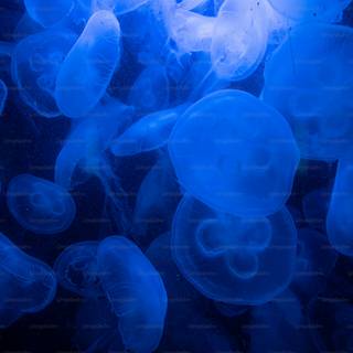 Jellyfish laptop wallpaper