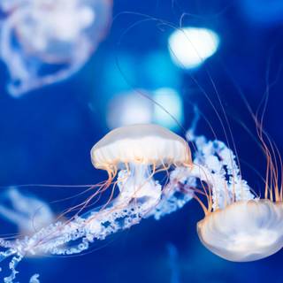 Jellyfish laptop wallpaper