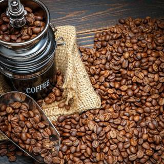 Coffee seed wallpaper
