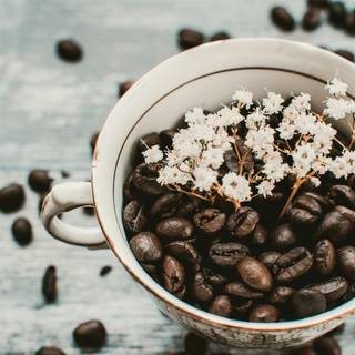 Coffee seed wallpaper