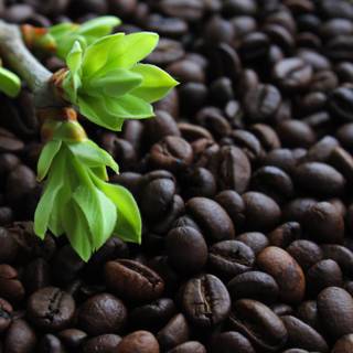 Coffee seed wallpaper
