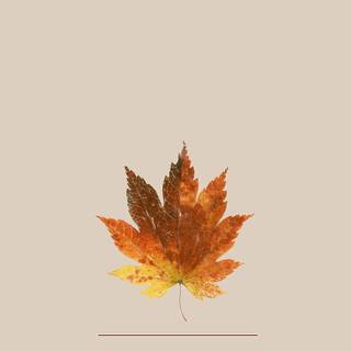 Worth wallpaper