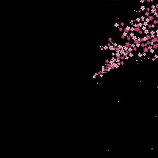 Sakura dark wallpaper