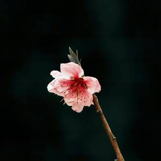 Sakura dark wallpaper