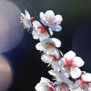 Sakura dark wallpaper