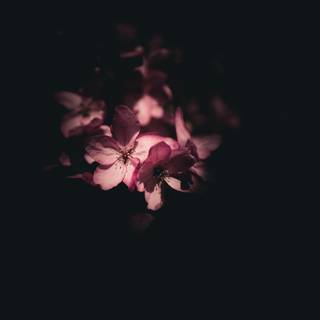 Sakura dark wallpaper