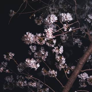Sakura dark wallpaper