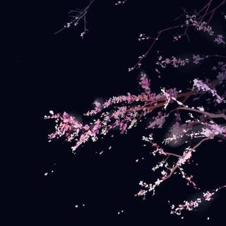 Sakura dark wallpaper