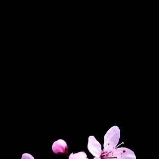 Sakura dark wallpaper