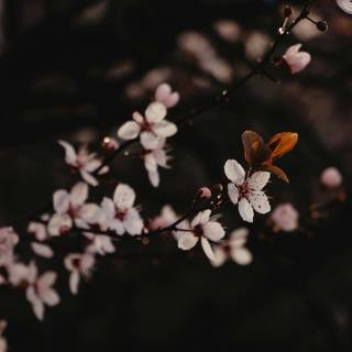 Sakura dark wallpaper