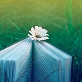 Reading book wallpaper