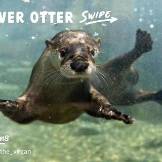 Otter therian wallpaper