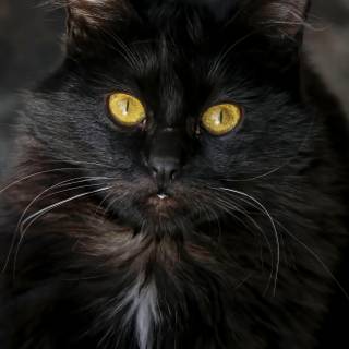 Black Persian cat wallpaper